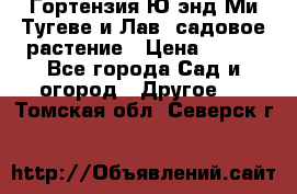 Гортензия Ю энд Ми Тугеве и Лав, садовое растение › Цена ­ 550 - Все города Сад и огород » Другое   . Томская обл.,Северск г.